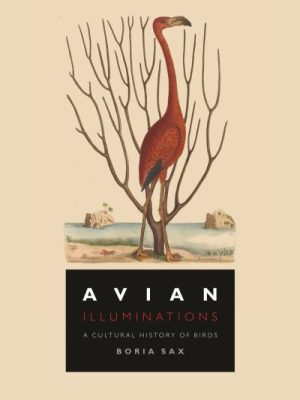 Avian Illuminations
